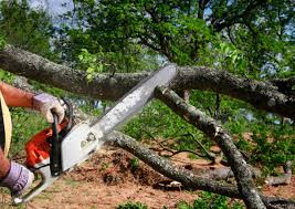 How Our Tree Care Process Works  in  Sinking Spring, PA