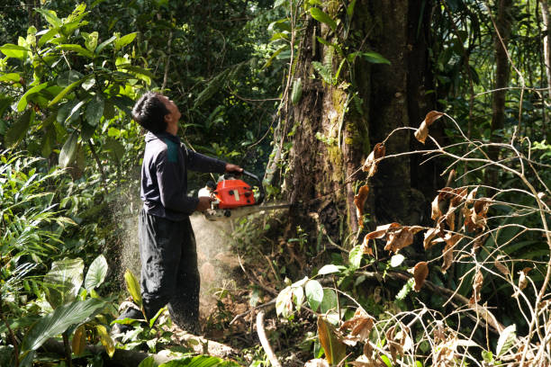 Best Tree and Shrub Care  in Sinking Spring, PA